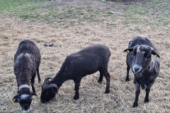 761df934-08ed-4c69-a5a8-9cbb40c4c0af